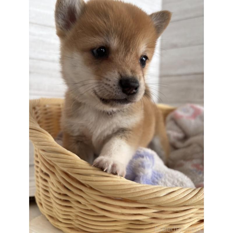 販売中の静岡県のミックス犬-453819の7枚目