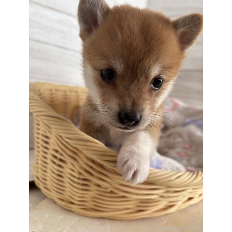 販売中の静岡県のミックス犬-453819の6枚目