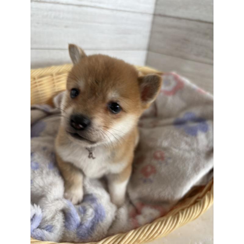 販売中の静岡県のミックス犬-453819の5枚目