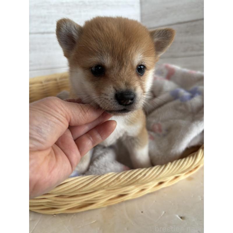 販売中の静岡県のミックス犬-453819の4枚目