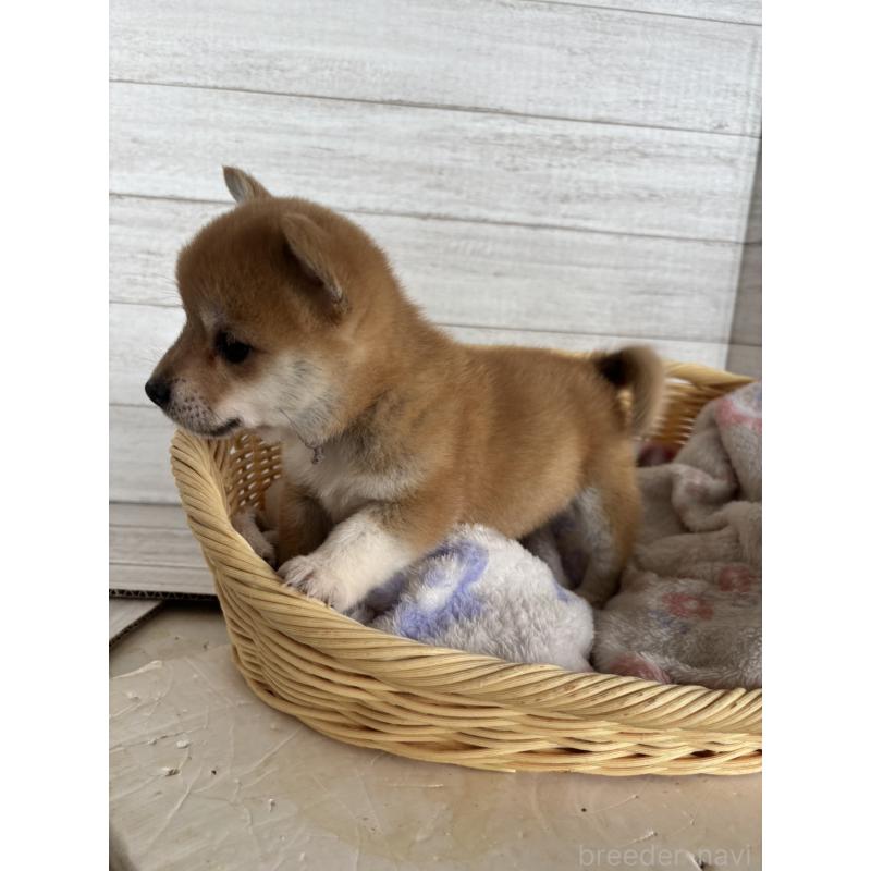 販売中の静岡県のミックス犬-453819の3枚目