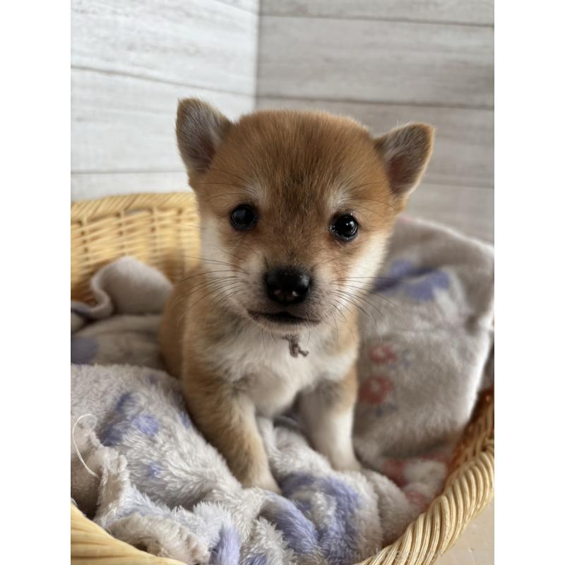 販売中の静岡県のミックス犬-453819の2枚目