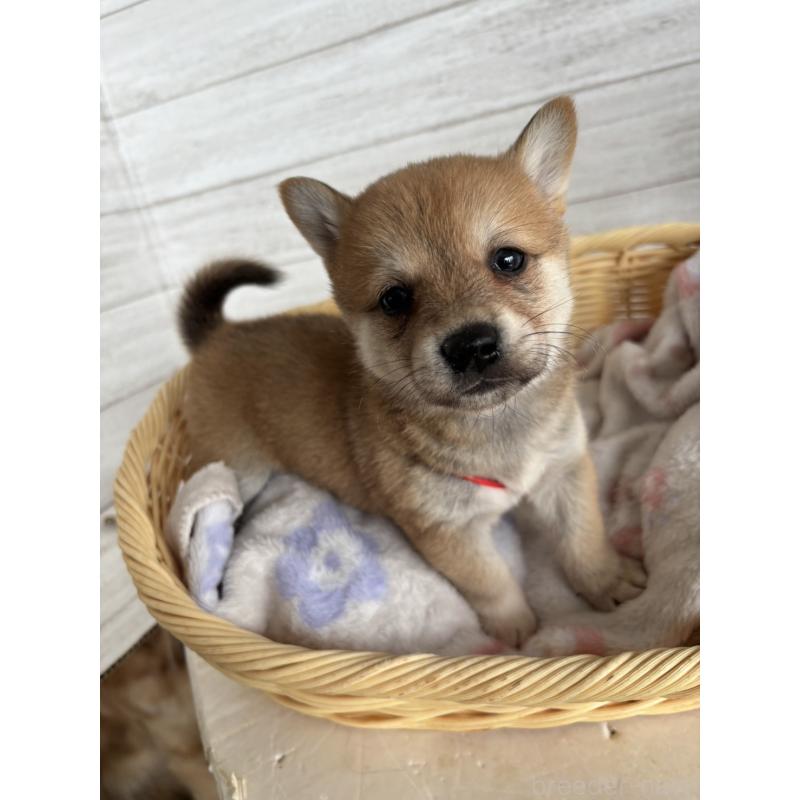 販売中の静岡県のミックス犬-453824の8枚目