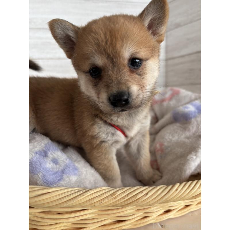 販売中の静岡県のミックス犬-453824の6枚目