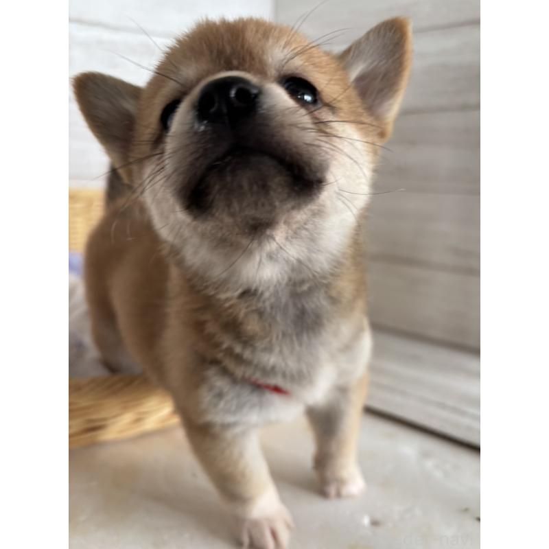 販売中の静岡県のミックス犬-453824の7枚目