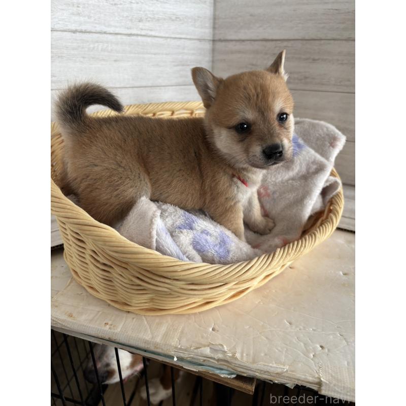 販売中の静岡県のミックス犬-453824の5枚目