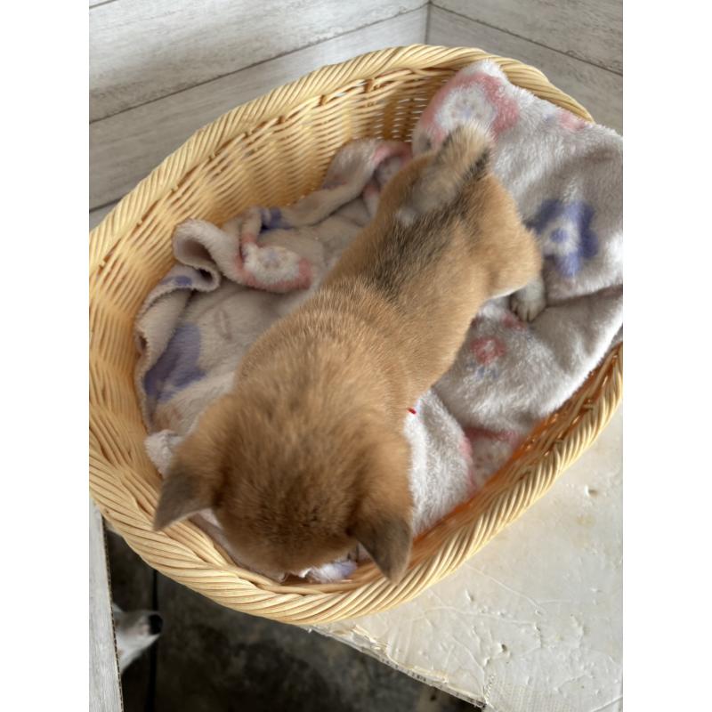 販売中の静岡県のミックス犬-453824の4枚目