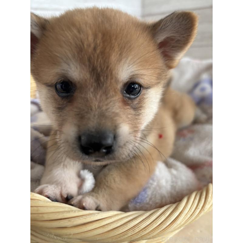 販売中の静岡県のミックス犬-453824