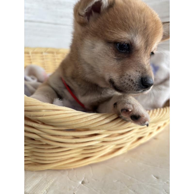 販売中の静岡県のミックス犬-453824の3枚目