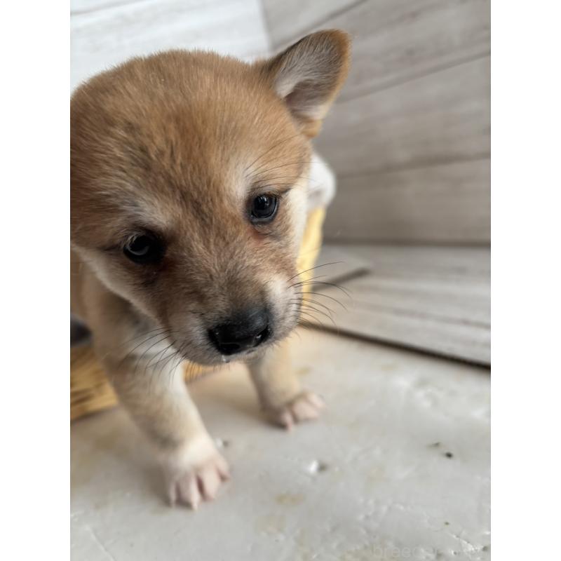 販売中の静岡県のミックス犬-453824の2枚目