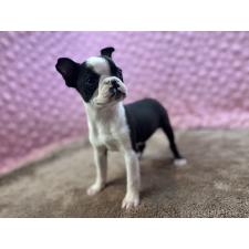 ボストンテリアの子犬