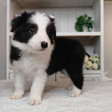 オンライン見学