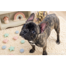 ♀︎フレンチブルドッグ