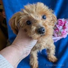 ♀︎チワプー:チワワ×トイプードル