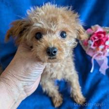 ♀︎チワプー:チワワ×トイプードル