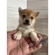 ♀︎ミックス犬