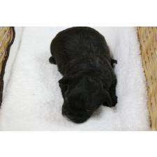 ♀︎ミックス犬