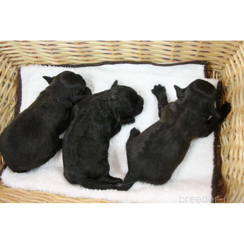 販売中の京都府のミックス犬-453826の2枚目