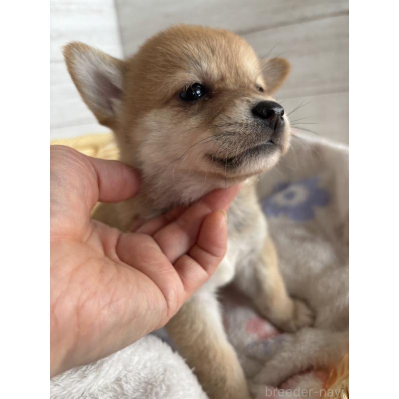 販売中の静岡県のミックス犬-453825の8枚目