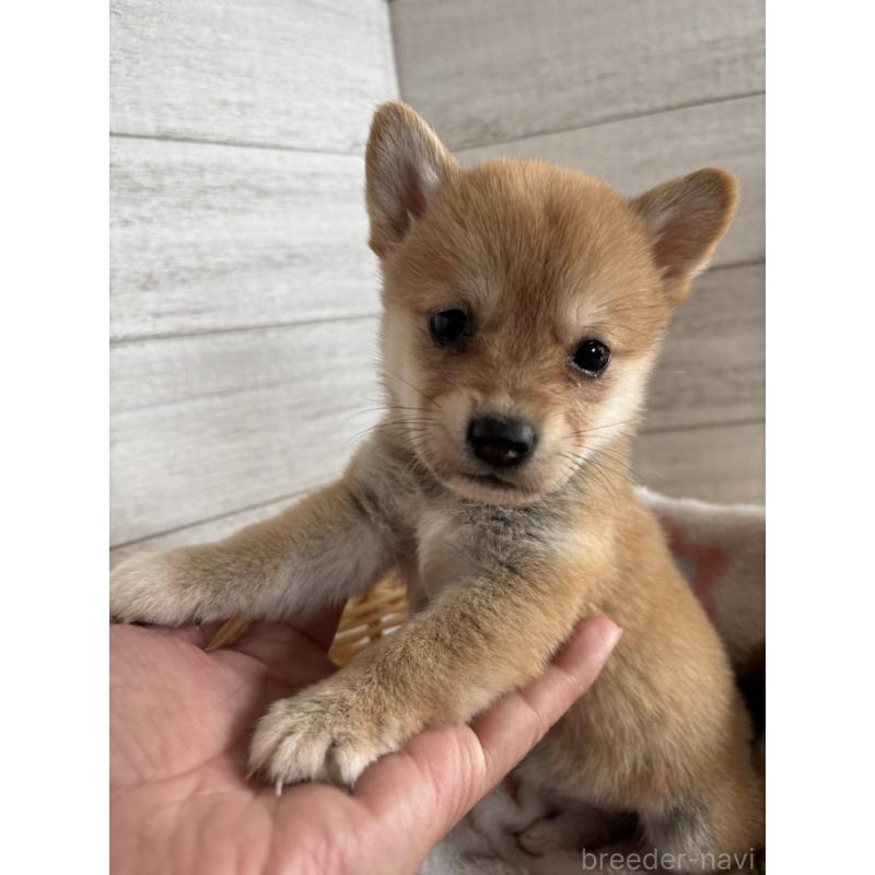 販売中の静岡県のミックス犬-453825の6枚目