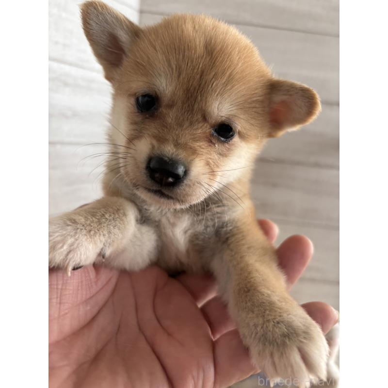 販売中の静岡県のミックス犬-453825の5枚目