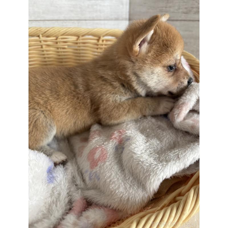 販売中の静岡県のミックス犬-453825の4枚目