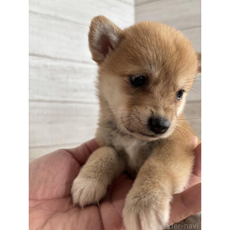 販売中の静岡県のミックス犬-453825の3枚目