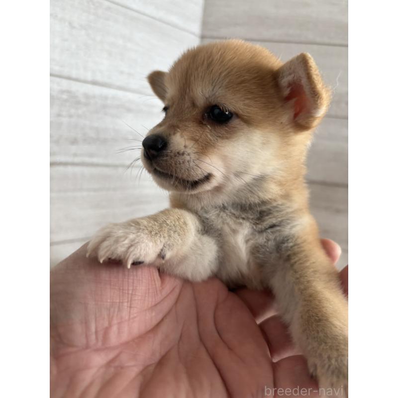 販売中の静岡県のミックス犬-453825の2枚目