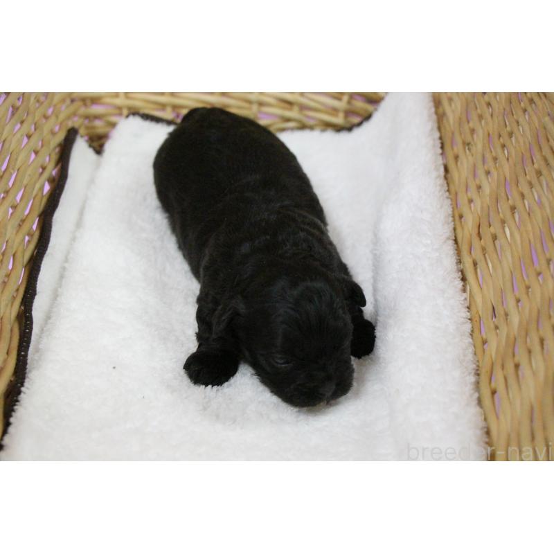 販売中の京都府のミックス犬-453827の2枚目