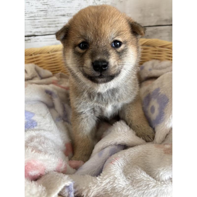 販売中の静岡県の柴犬-453828の8枚目