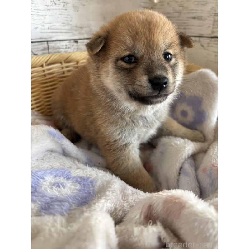 販売中の静岡県の柴犬-453828の7枚目