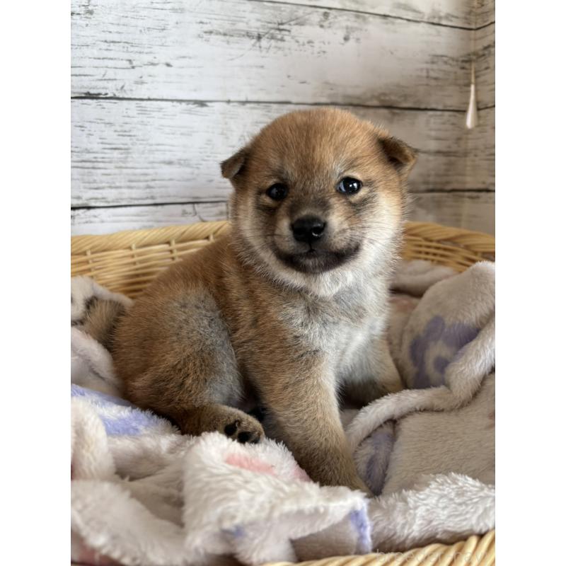 販売中の静岡県の柴犬-453828の6枚目