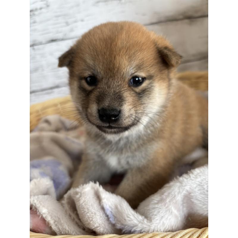 販売中の静岡県の柴犬-453828の5枚目