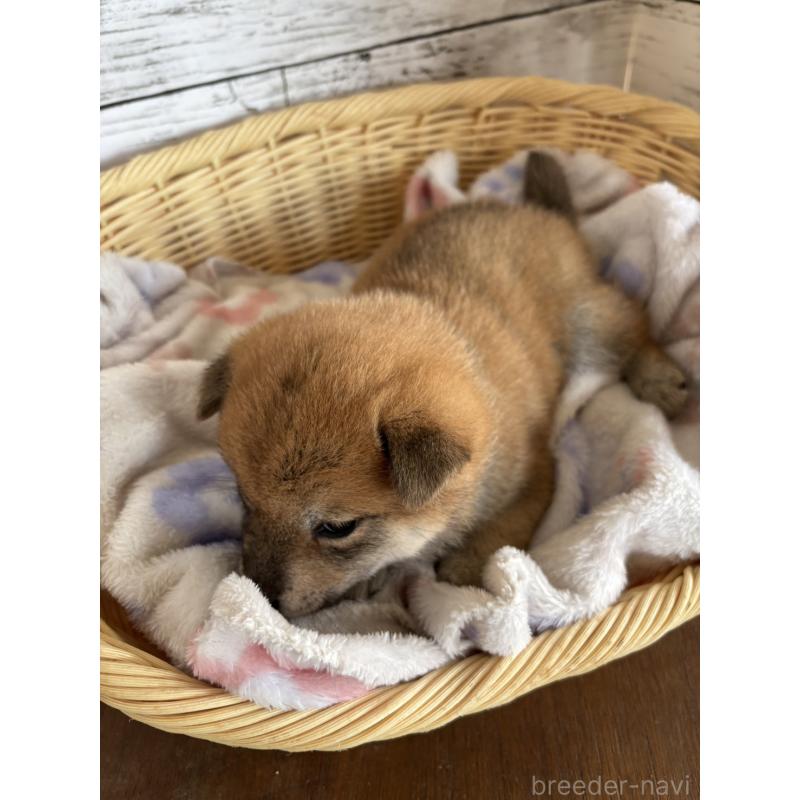 販売中の静岡県の柴犬-453828の4枚目
