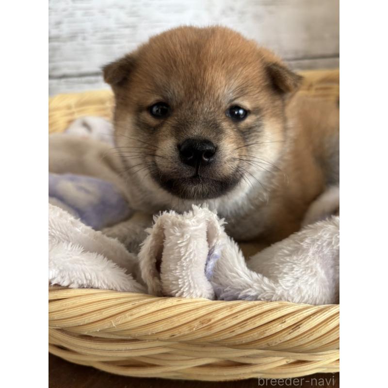 販売中の静岡県の柴犬-453828