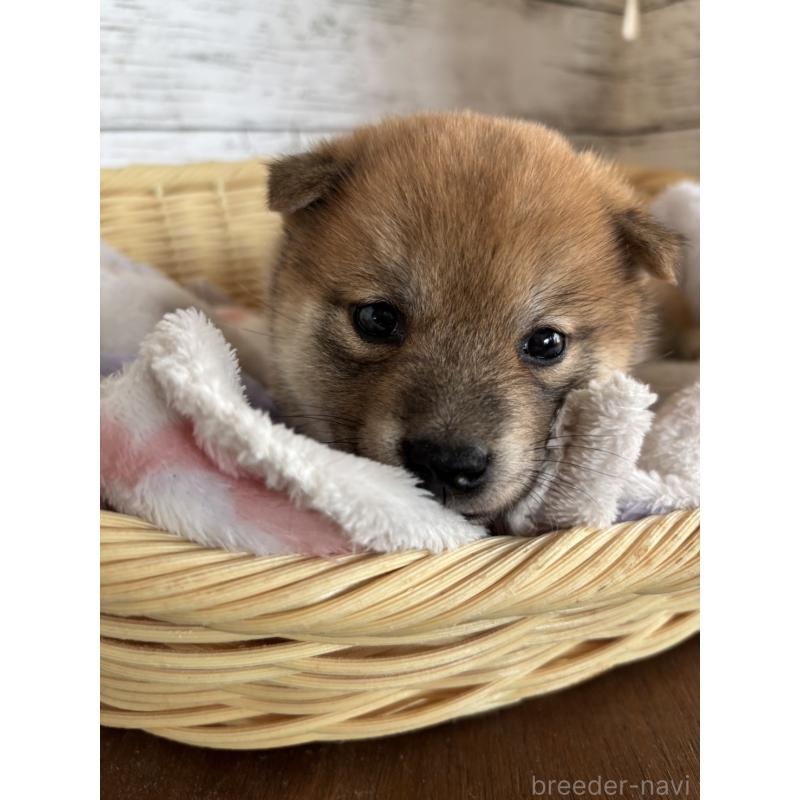 販売中の静岡県の柴犬-453828の3枚目