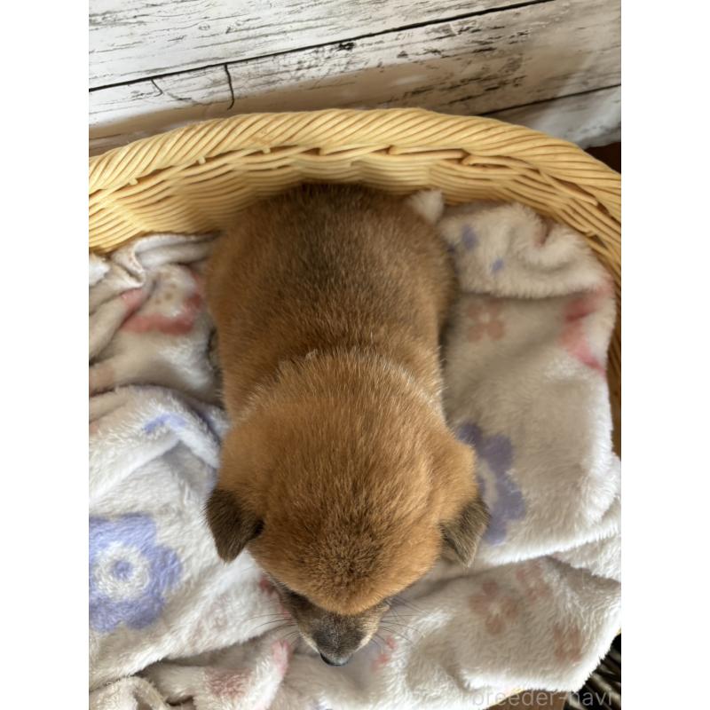 販売中の静岡県の柴犬-453828の2枚目