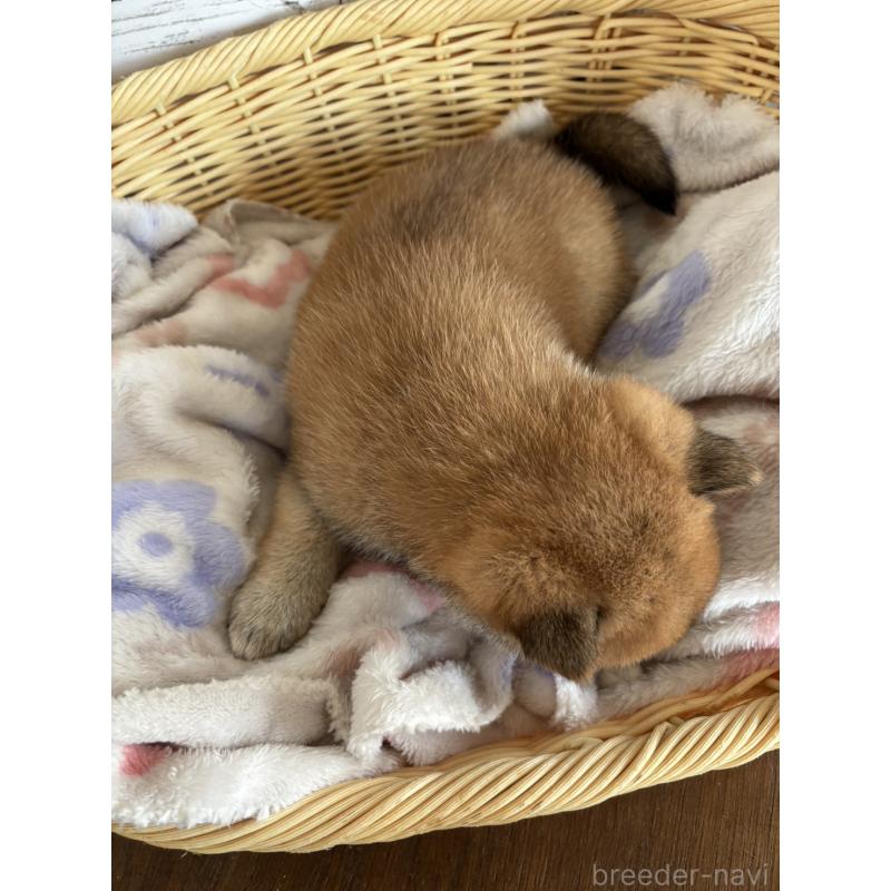 販売中の静岡県の柴犬-453829の8枚目