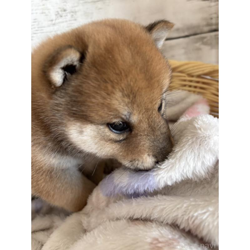 販売中の静岡県の柴犬-453829の7枚目