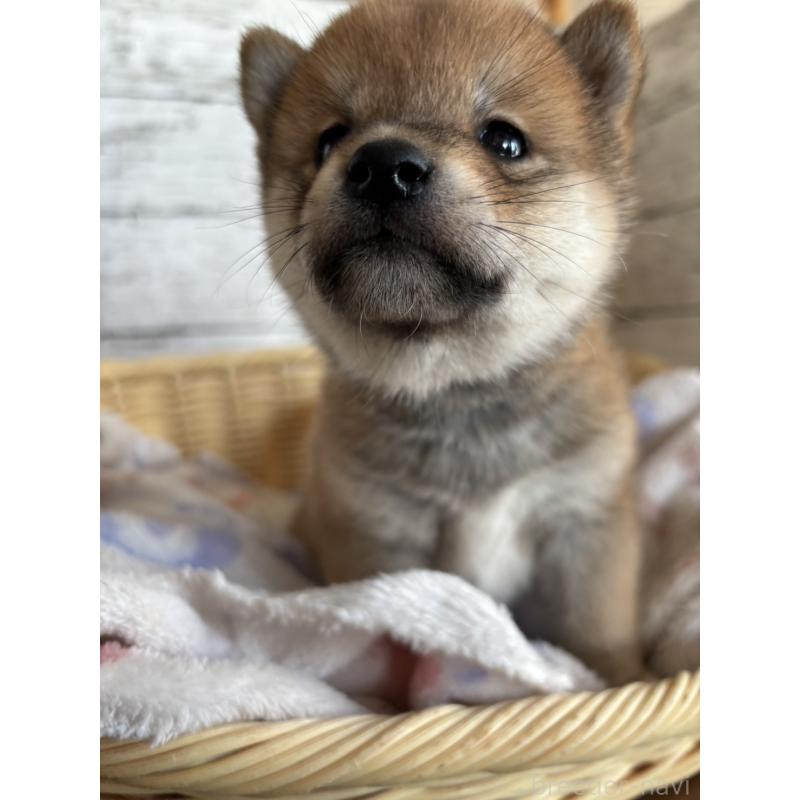 販売中の静岡県の柴犬-453829の6枚目