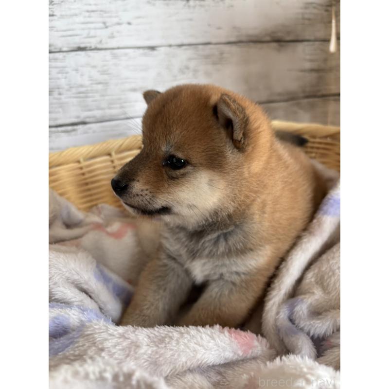 販売中の静岡県の柴犬-453829の4枚目