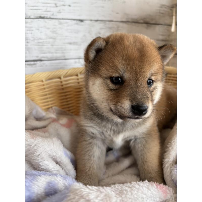 販売中の静岡県の柴犬-453829の3枚目