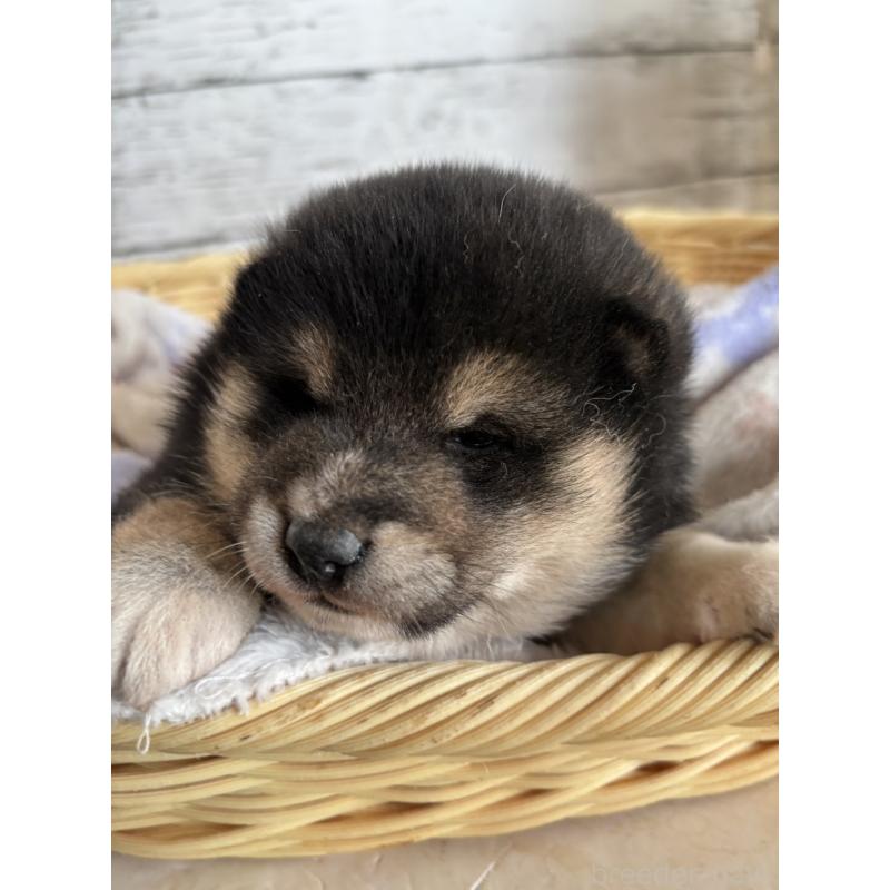 販売中の静岡県の柴犬-453830の8枚目