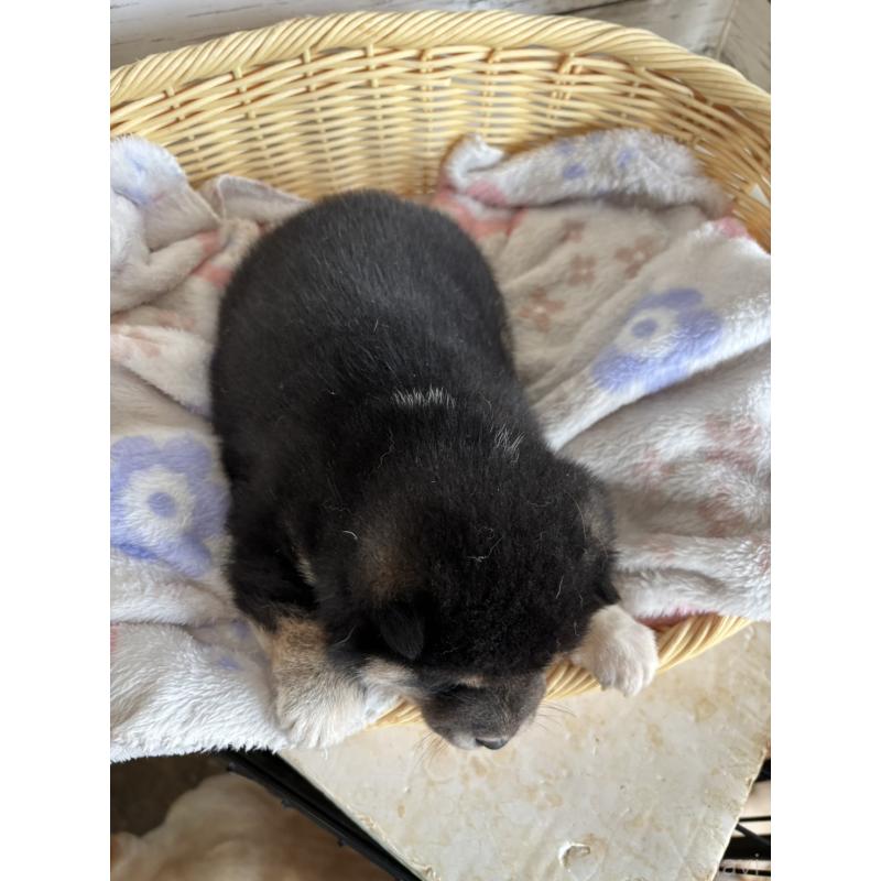 販売中の静岡県の柴犬-453830の7枚目