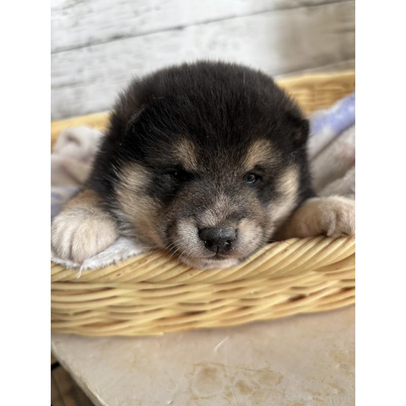 販売中の静岡県の柴犬-453830の6枚目