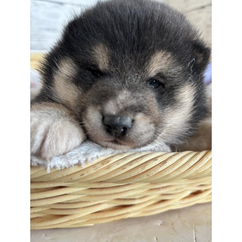 販売中の静岡県の柴犬-453830の5枚目