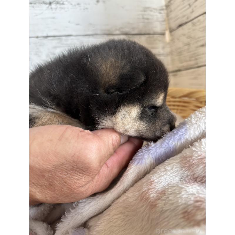 販売中の静岡県の柴犬-453830の3枚目