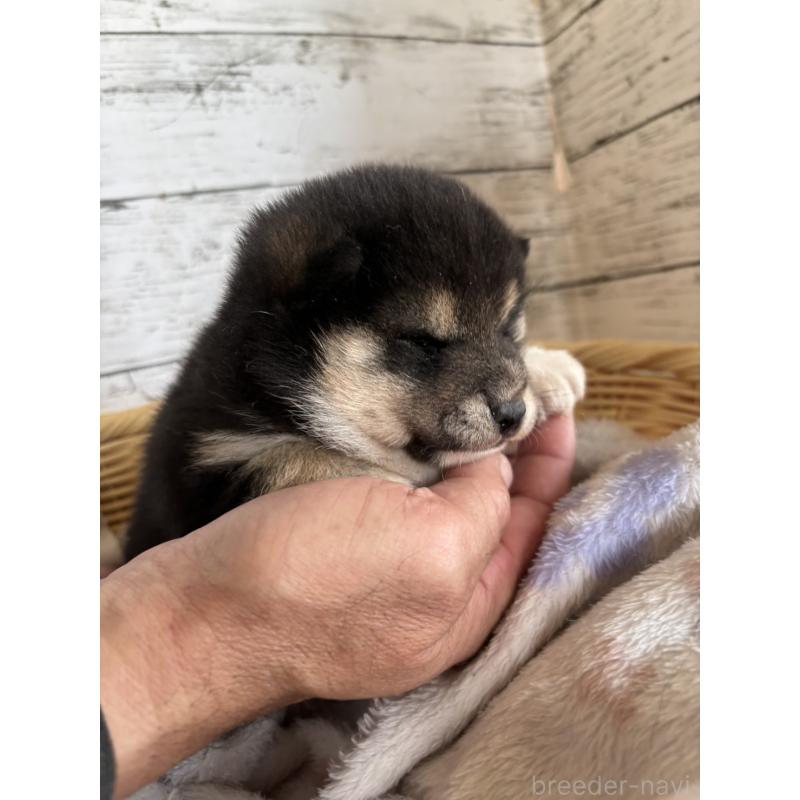 販売中の静岡県の柴犬-453830の2枚目