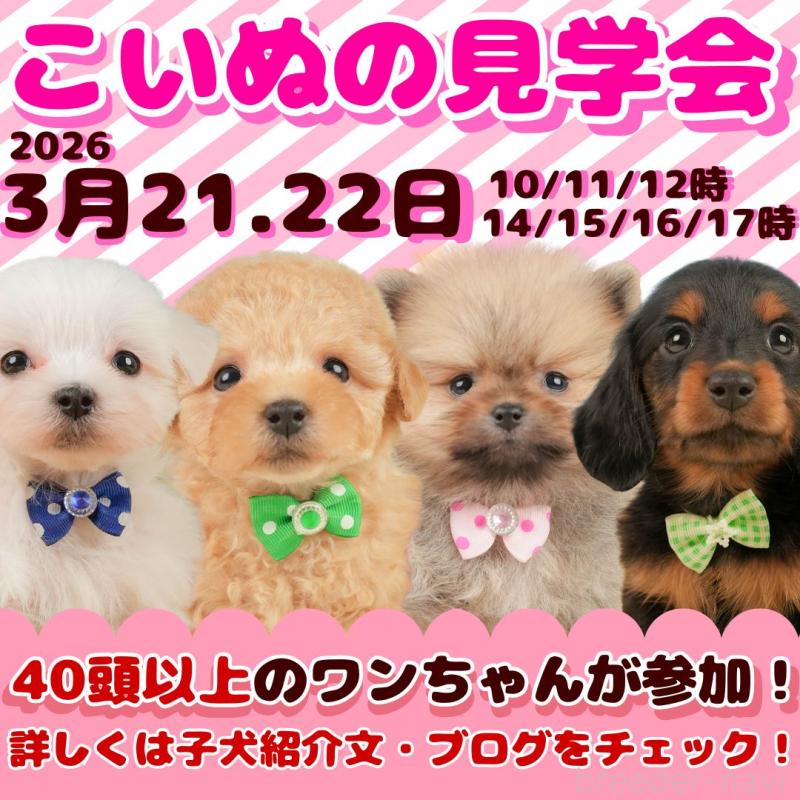 販売中の静岡県のトイプードル-449869の2枚目