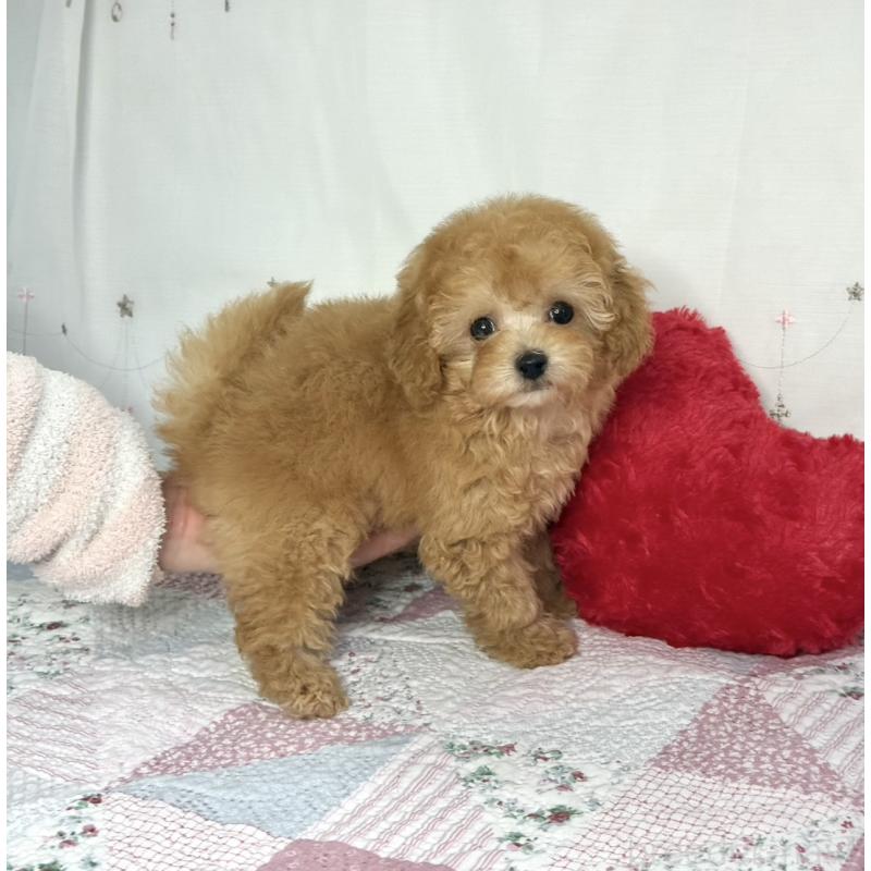 販売中の大阪府のタイニープードル-453831の6枚目